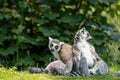 A group of ring-tailed lemurs, Lemur catta. A large strepsirrhine primate at Jersey zoo Royalty Free Stock Photo