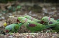 Group of Alexandrine Parakeet parrots searching for food Royalty Free Stock Photo