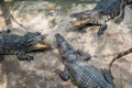 A group of Aligators