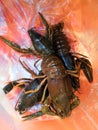 a group alive crawfish in paper bag Royalty Free Stock Photo