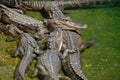 Group of alligators
