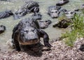 Group of alligators.