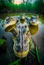 Group of alligators floating on top of lake next to grass. Generative AI