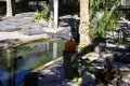 Alligators gather near the edge of a pond, St. Augustine Alligator farm, St. Augustine, FL Royalty Free Stock Photo