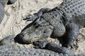 Alligators gather near the edge of a pond, St. Augustine Alligator farm, St. Augustine, FL Royalty Free Stock Photo