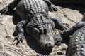 Alligators gather near the edge of a pond, St. Augustine Alligator farm, St. Augustine, FL Royalty Free Stock Photo