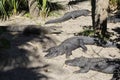 Alligators gather near the edge of a pond, St. Augustine Alligator farm, St. Augustine, FL Royalty Free Stock Photo