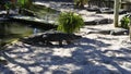 Alligators gather near the edge of a pond, St. Augustine Alligator farm, St. Augustine, FL Royalty Free Stock Photo