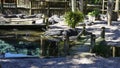 Alligators gather near the edge of a pond, St. Augustine Alligator farm, St. Augustine, FL Royalty Free Stock Photo