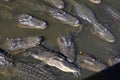 Alligators gather near the edge of a pond, St. Augustine Alligator farm, St. Augustine, FL Royalty Free Stock Photo