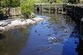 Alligators gather near the edge of a pond, St. Augustine Alligator farm, St. Augustine, FL Royalty Free Stock Photo