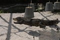 A group of alligators resting peacefully on the banks of the Yacuma River in the Amazon rainforest of Bolivia.