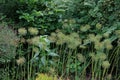 A group of Allium seed heads in front of shrubs in the summer at Hales Corners, Wisconsin