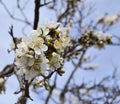 Group of almond blossoms with blue background Royalty Free Stock Photo