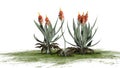 A group of Aloe Vera plants with flowers on green area Royalty Free Stock Photo