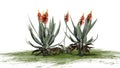 A group of Aloe Vera plants with flowers on green area
