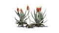 A group of Aloe Vera plants with flowers Royalty Free Stock Photo