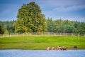 Group of alpaca animals landscape