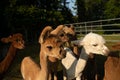 a group of alpaca babies herding