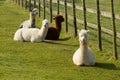 Group of Alpaca by diagonal fence in field resting lying down brown and white