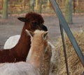 Group Alpaca eating