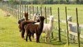 Group of Alpaca by fence in a field standing brown and white