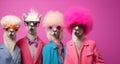 Group of alpaca in funky Wacky wild mismatch colourful outfits isolated on bright background advertisement Royalty Free Stock Photo