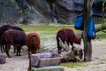 Group of alpaca in the zoo. Animal theme park