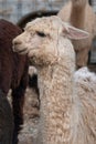Group of alpacas in a holding pen Royalty Free Stock Photo