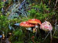 Group of Amanita Muscarias toadstools Royalty Free Stock Photo