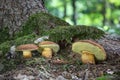 Group of amazing edible Imleria badia mushrooms