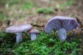 Group of amazing edible mushroom Lepista nuda commonly known as wood blewit