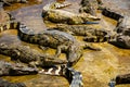 Group of American alligators sunning on large boulders in a tranquil body of water