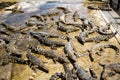 Group of American alligators sunning on large boulders in a tranquil body of water