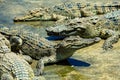 Group of American alligators sunning on large boulders in a tranquil body of water