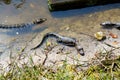 American baby alligators in Florida Wetland. Everglades National Park in USA. Little gators.