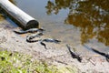 American baby alligators in Florida Wetland. Everglades National Park in USA. Little gators.