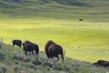 Group of American Bison herd walking down a hill at Yellowstone National Park Royalty Free Stock Photo