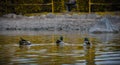 Group of American Black Mallard ducks swimming in a shiny pond water