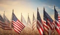 American flags waving in golden field at sunset united states Royalty Free Stock Photo