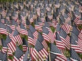 Group of American flags in a field Royalty Free Stock Photo