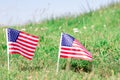 A group of American flags. Tiny flags in a field. Veterans tribute Royalty Free Stock Photo