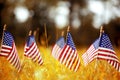 Group of American flags in yellow and orange Autumn grass Royalty Free Stock Photo
