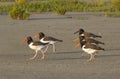 A group of American oystercatchers (Haematopus palliatus) on a beach at sunset. Royalty Free Stock Photo