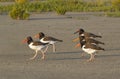 A group of American oystercatchers (Haematopus palliatus) on a beach at sunset.