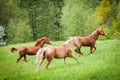 Group of American Paint Horses running on the meadow Royalty Free Stock Photo