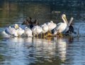 Group of American white pelicans, binomial name Pelecanus erythrorhynchos, standing in White Rock Lake in Dallas, Texas. Royalty Free Stock Photo