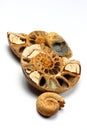Group of Ammonite Fossils Royalty Free Stock Photo
