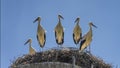 Group of amusing young the white storks Ciconia ciconia in huge nest