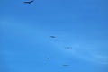 Group of Andean Condor Birds Flying in the Blue Sky over Colca Canyon, Arequipa region of Peru Royalty Free Stock Photo
